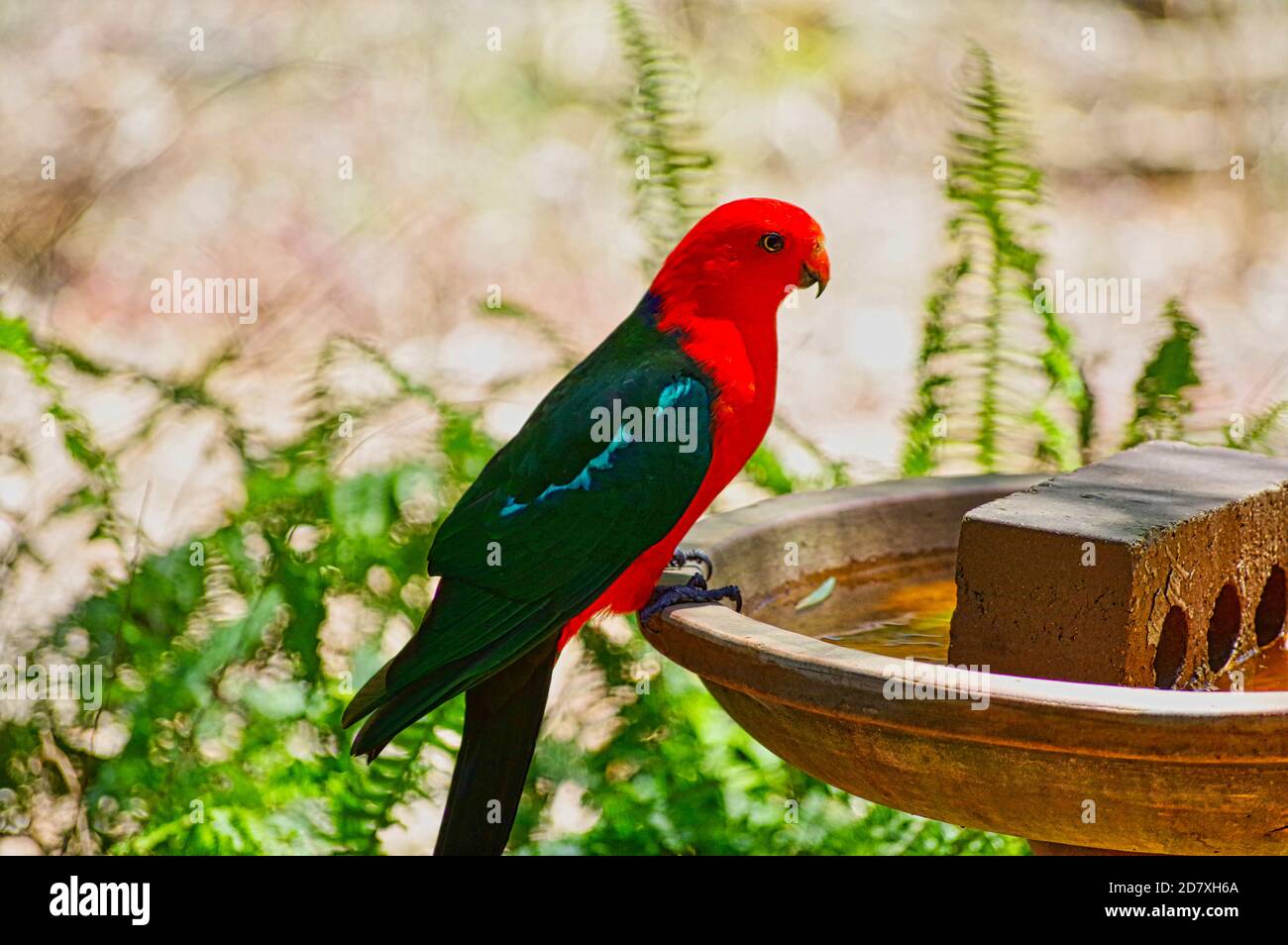 Australian bird bath hires stock photography and images Alamy