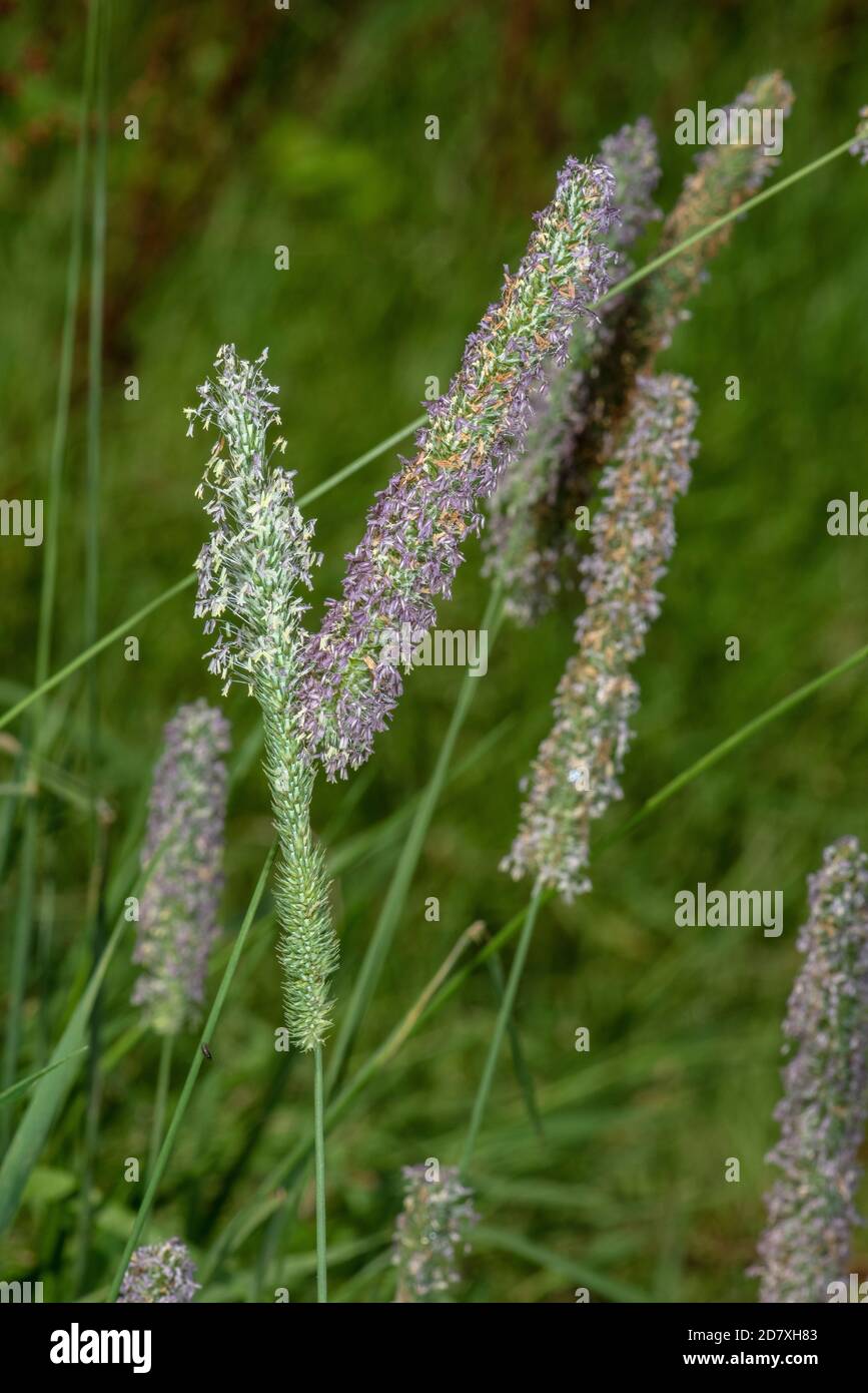 Timothy grass, Phleum pratense, in flower in meadow, Dorset. Stock Photo