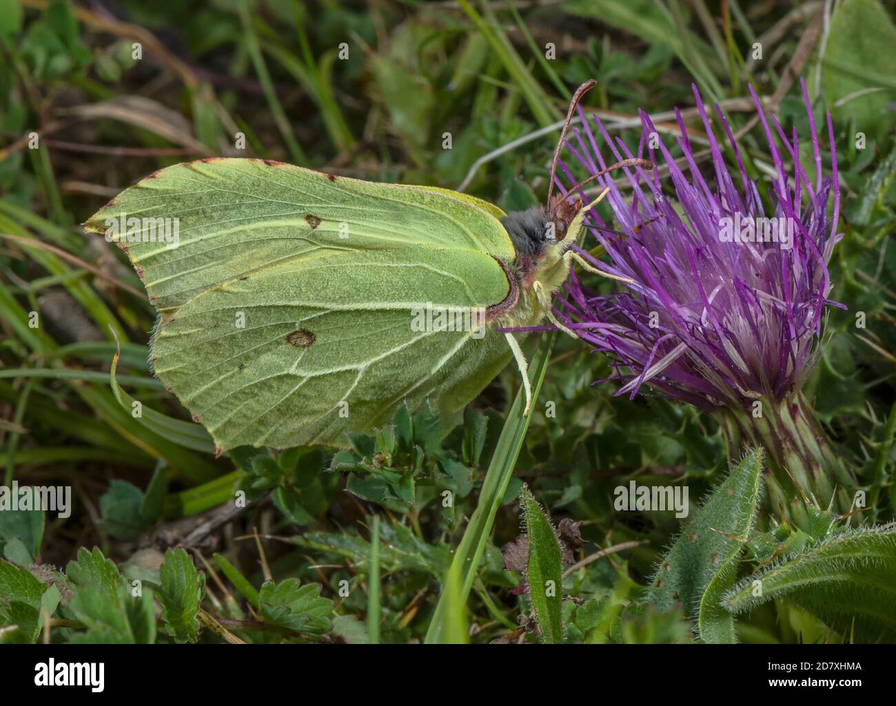 Male Brimstone butterfly, Gonepteryx rhamni, feeding on Stemless Thistle on chalk downland, late summer. Stock Photo