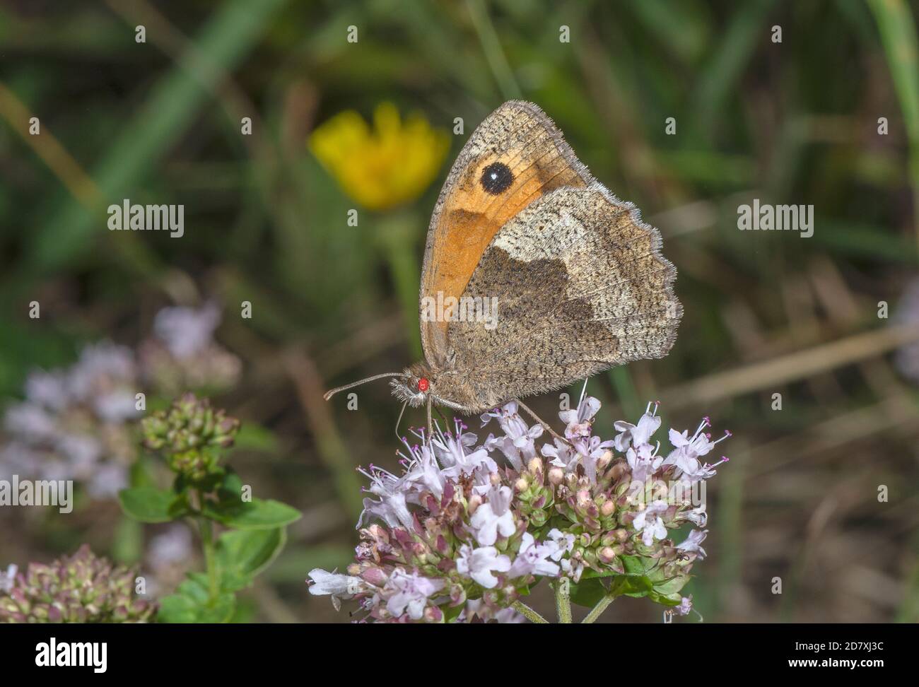 Meadow Brown, Maniola jurtina, butterfly, with red mites, feeding on Marjoram flowers. Stock Photo