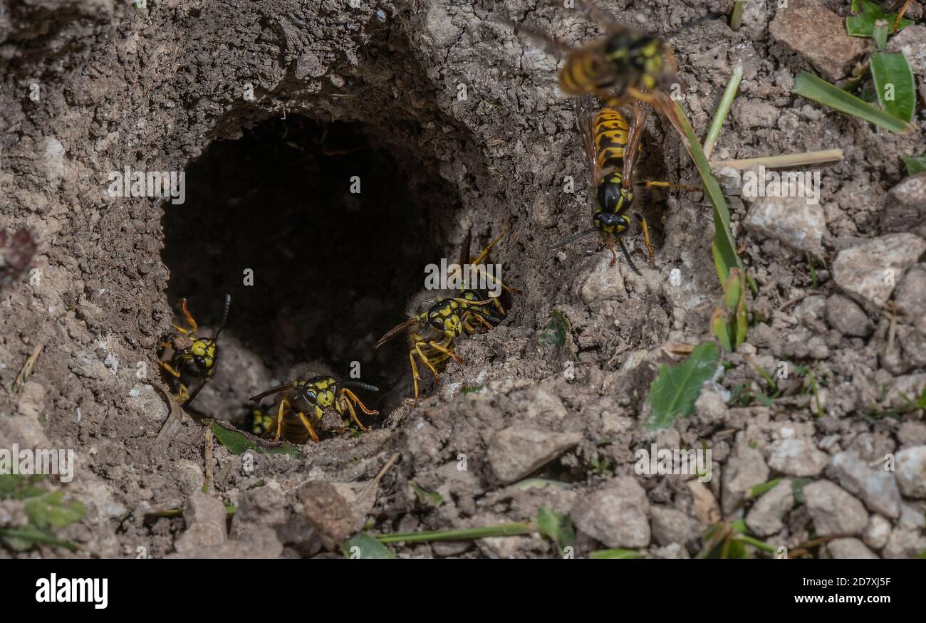 German Wasp, Vespula germanica, workers around the underground nest ...
