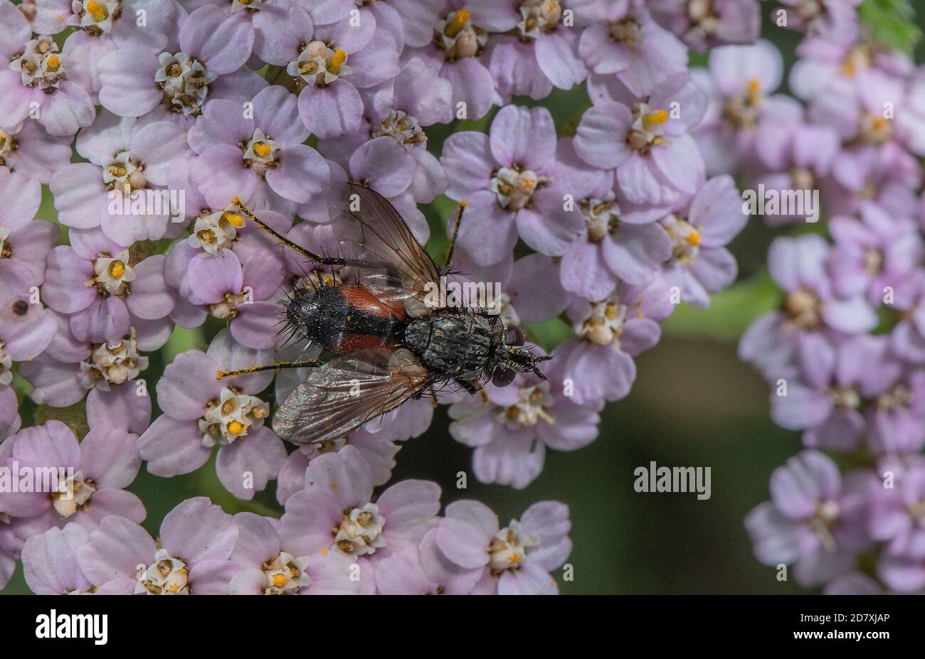 A tachinid fly, Eriothrix rufomaculata, - parasitic on moth larvae - feeding on Yarrow flowers, late summer. Stock Photo