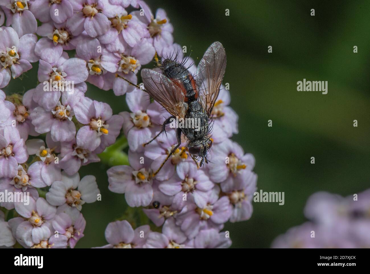 A tachinid fly, Eriothrix rufomaculata, - parasitic on moth larvae -feeding on Yarrow flowers, late summer. Stock Photo