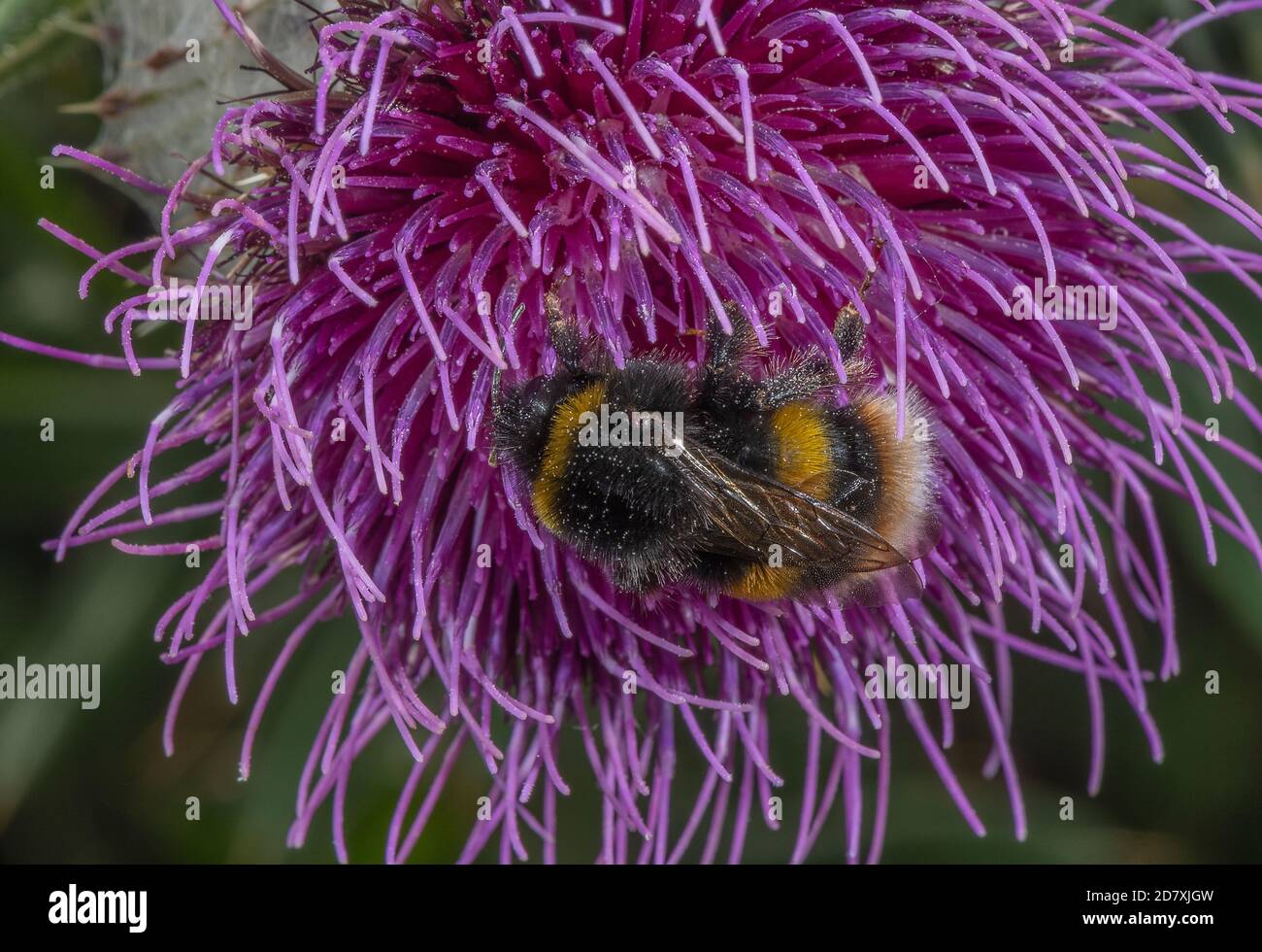 Buff-tailed bumblebee, Bombus terrestris, visiting Woolly thistle, Cirsium eriophorum flowers for nectar, on chalk downland. Stock Photo