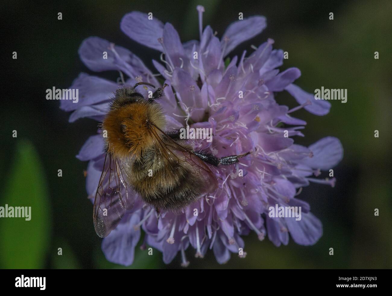 Common Carder Bee, Bombus pascuorum, nectaring on Field scabious, Knautia arvensis. Stock Photo