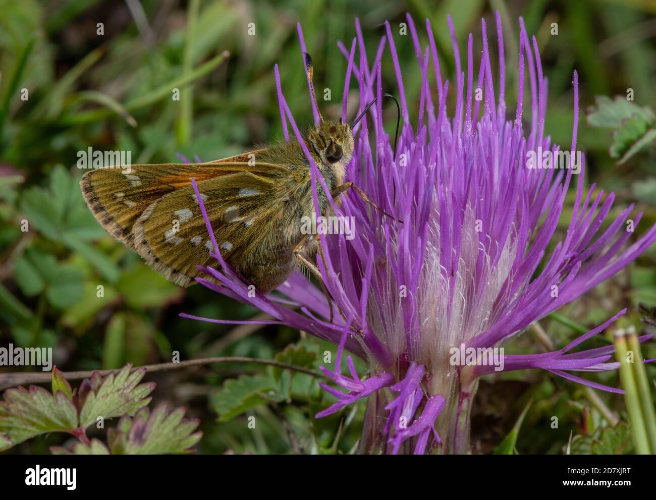 Silver-spotted skipper, Hesperia comma, feeding on Stemless Thistle, on chalk downland in August. Hampshire. Stock Photo