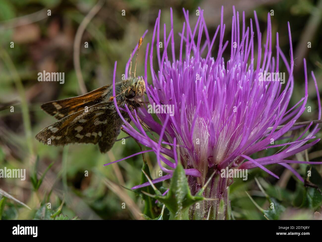 Male Silver-spotted skipper, Hesperia comma, feeding on Stemless Thistle  chalk downland in August. Hampshire. Stock Photo