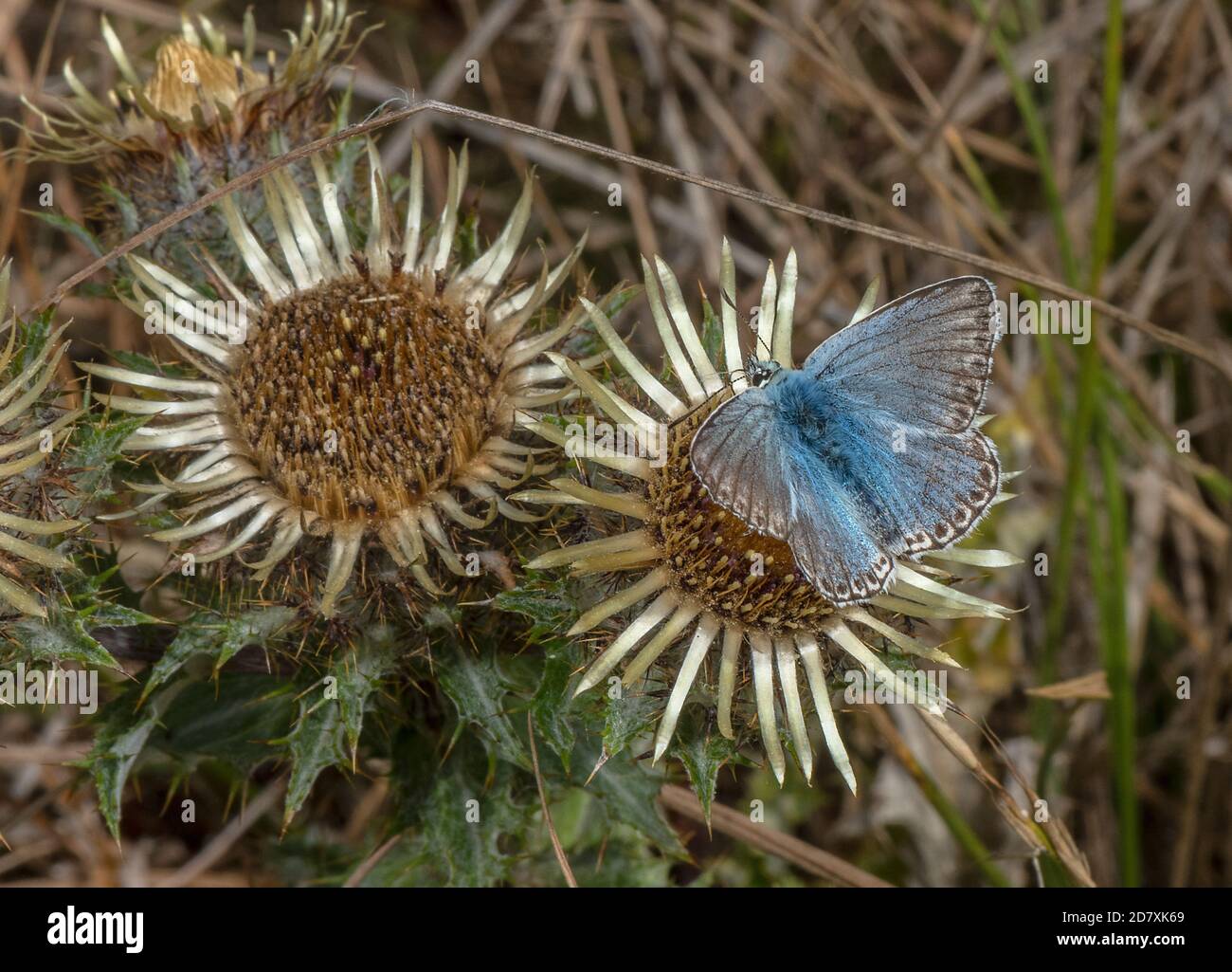 Carline Thistle, Carlina vulgaris, in flower on limestone grassland, with visiting male Chalkhill Blue. Dorset. Stock Photo