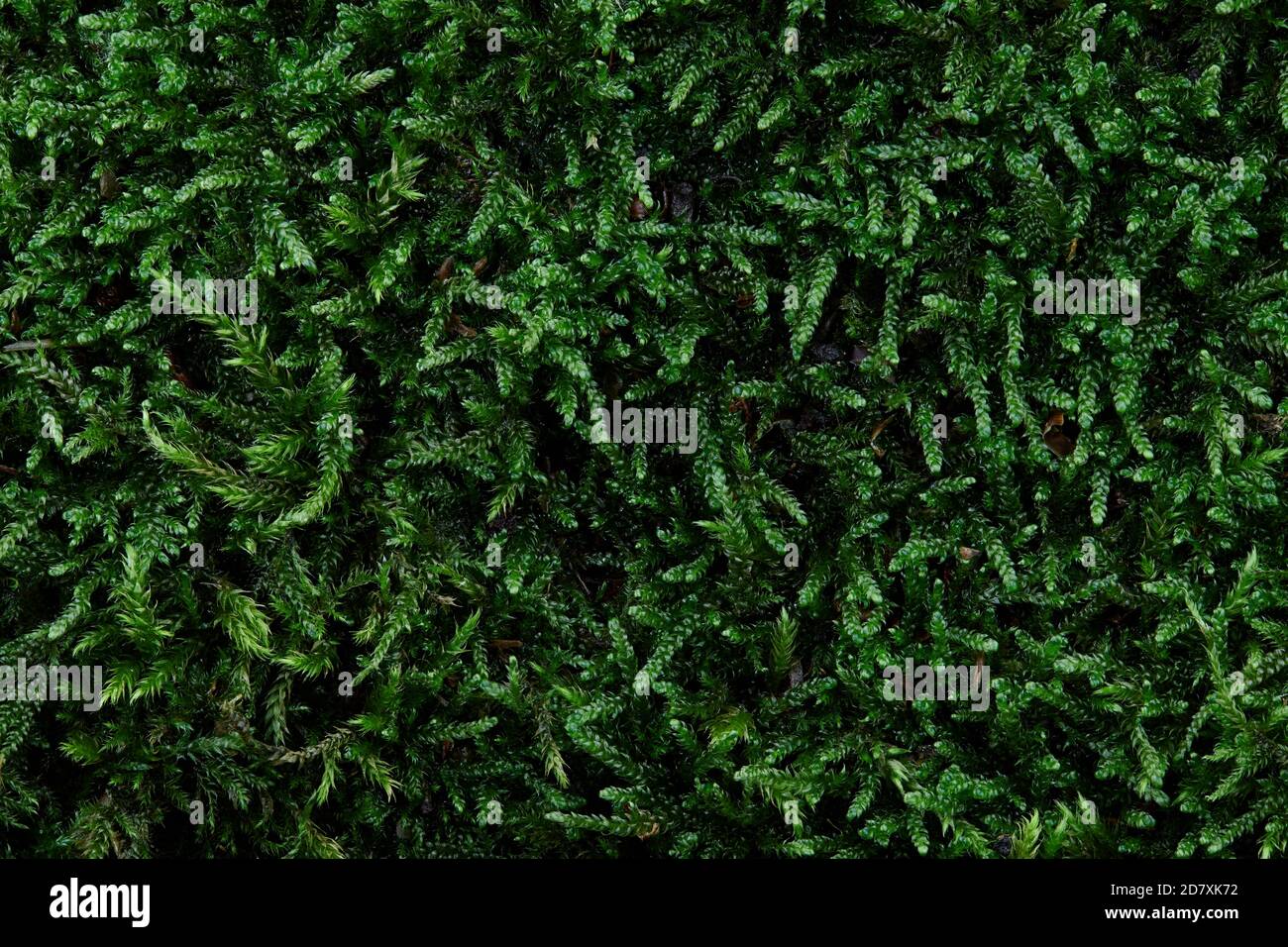 Green forest moss texture background, copy space Stock Photo