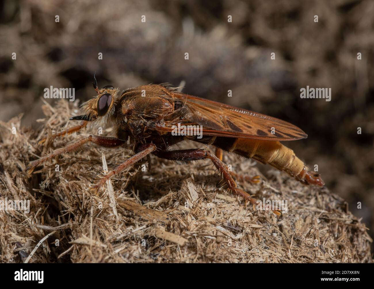 Male Hornet robberfly, Asilus crabroniformis, perched on dung in grassy heathland, Dorset. Stock Photo