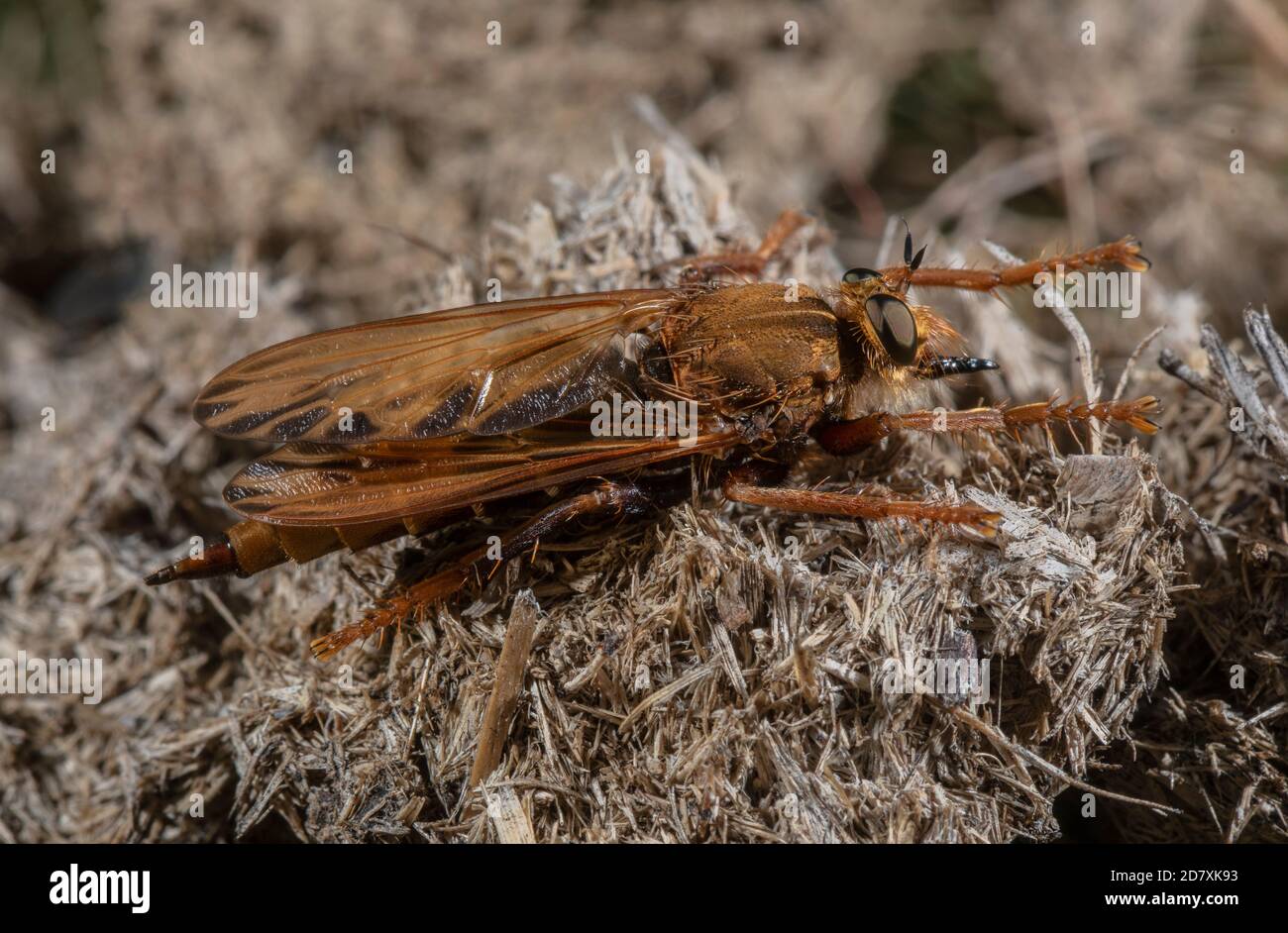 Female Hornet robberfly, Asilus crabroniformis, perched on dung, in grassy heathland, Dorset. Stock Photo
