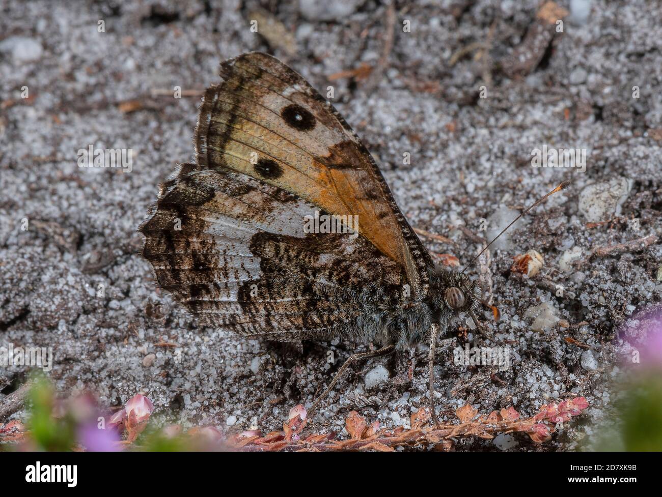 Grayling, Hipparchia semele, butterfly perched on sandy heathland. Stock Photo