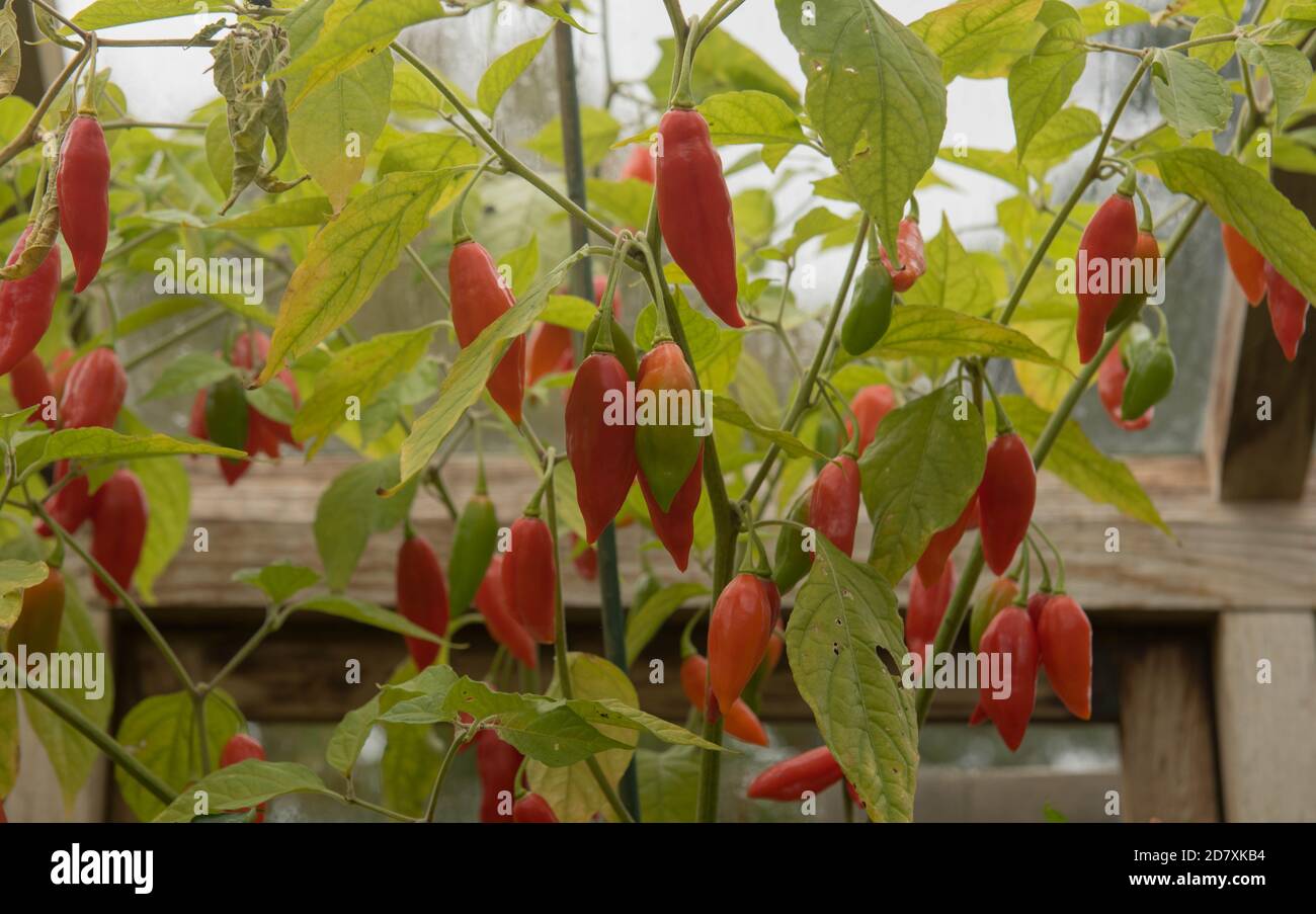 Home Grown Organic Chili or Chilli Peppers 'Tropical Heat' (Capsicum annuum) Growing in a Greenhouse on an Allotment in a Vegetable Garden Stock Photo