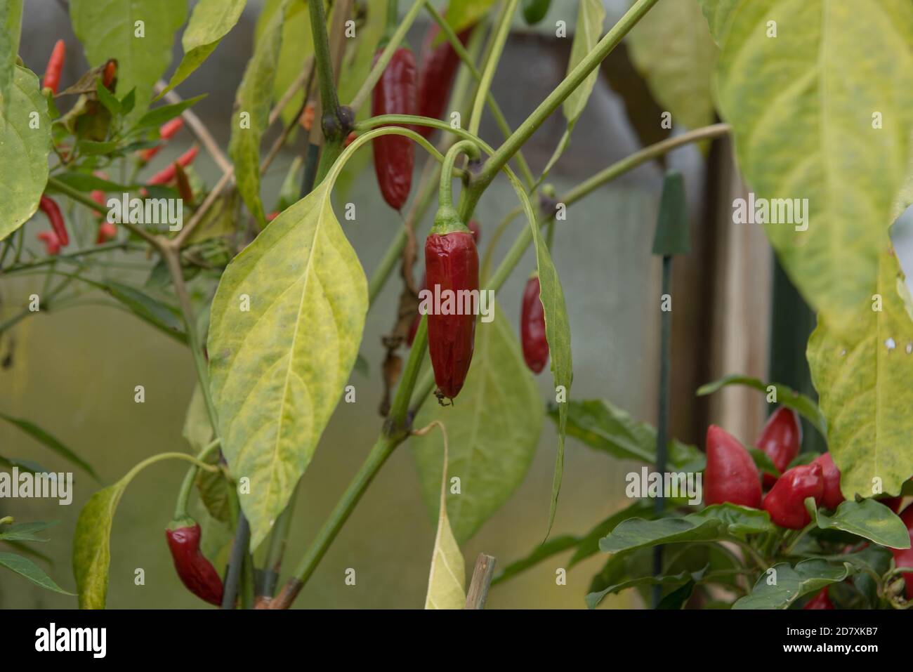 Home Grown Organic Chili or Chilli Peppers 'Rocky' (Capsicum annuum) Growing in a Greenhouse on an Allotment in a Vegetable Garden in Rural Devon, Eng Stock Photo