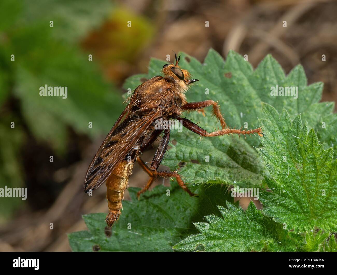 Grassland insect hi-res stock photography and images - Alamy