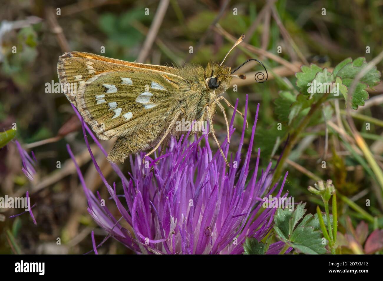 Male Silver-spotted skipper, Hesperia comma, feeding on Stemless Thistle, on chalk downland in August. Hampshire. Stock Photo