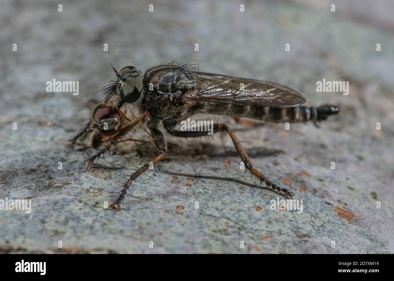 Female Kite-tailed Robberfly, Tolmerus atricapillus, with hoverfly prey; on beech log, edge of chalk downland, Hampshire. Stock Photo
