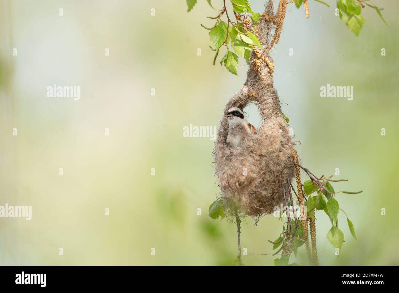 Die Beutelmeise (Remiz pendulinus) baut ein Nest indem sie Fäden vom Schilf abschält um damit 3 Äste zu verbinden.Auf diese Äste baut sie ihren Beutel Stock Photo