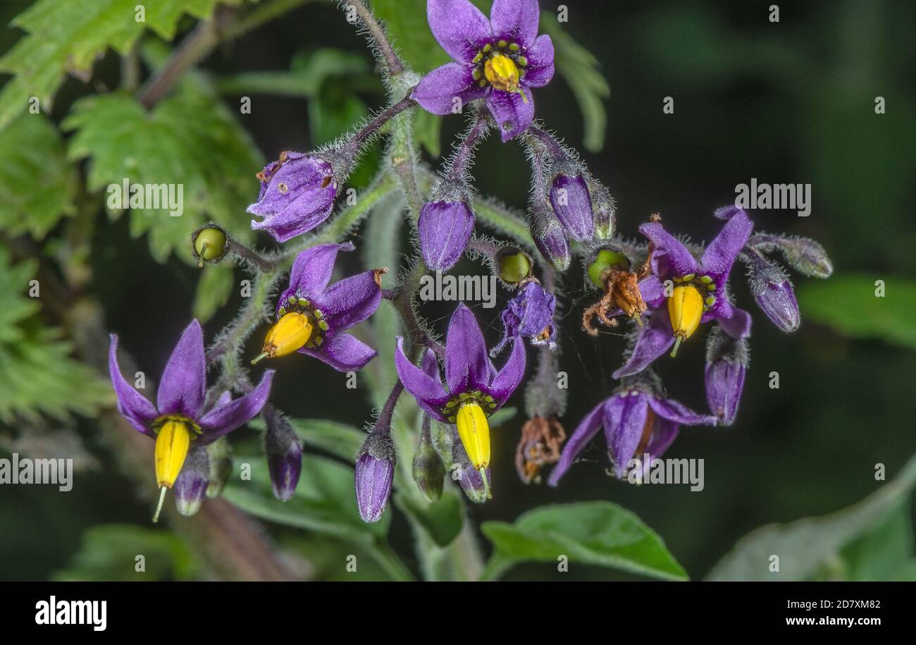 Flowers of Bittersweet, Solanum dulcamara, in hedgerow, late summer. Stock Photo