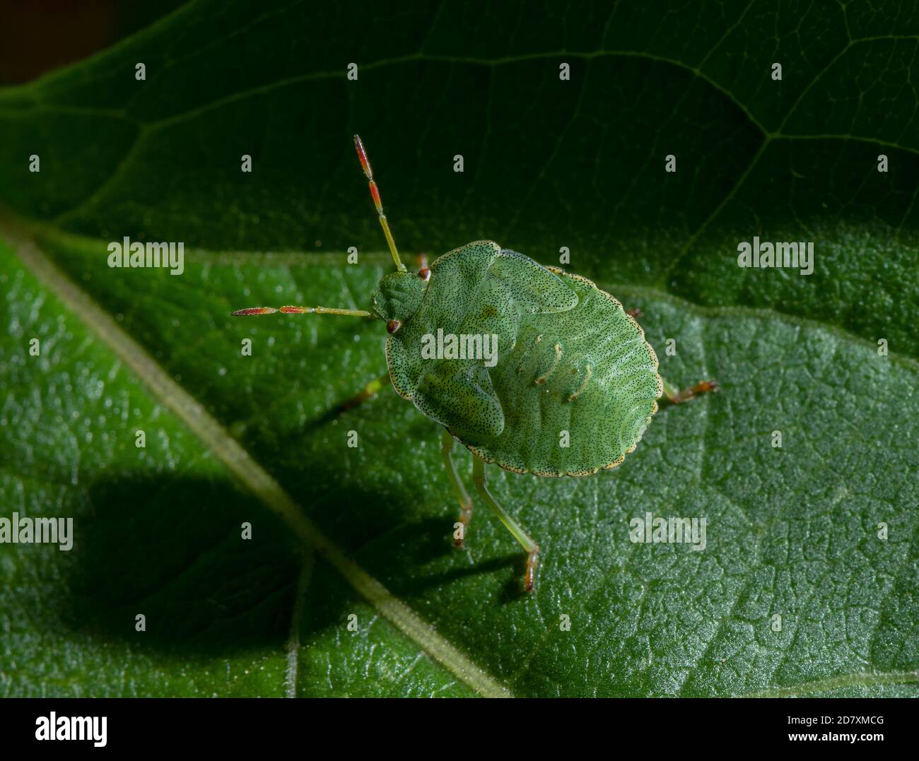 Nymph of Green shieldbug, Palomena prasina, on leaf. Stock Photo