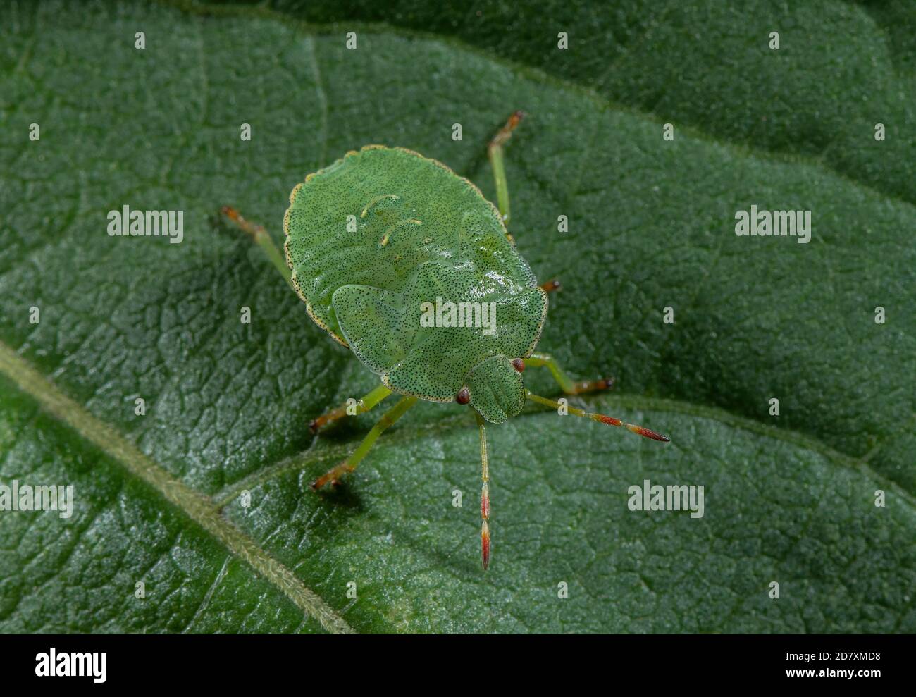 Nymph of Green shieldbug, Palomena prasina, on leaf. Stock Photo