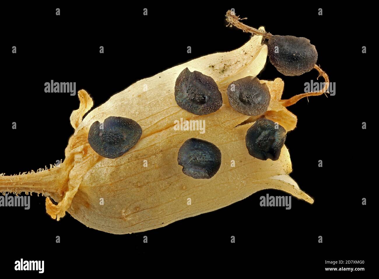 Linaria vulgaris, Common toadflax, Echtes Leinkraut, close up, fruit with seeds Stock Photo