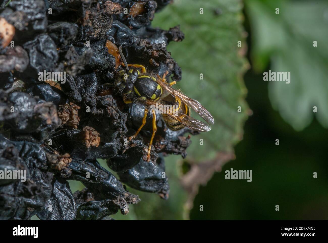 Common wasp, Vespula vulgaris, feeding on blackberry, late summer. Stock Photo