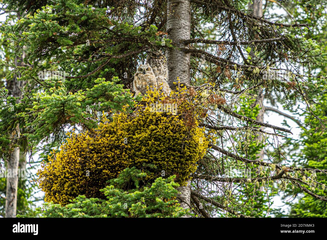 great horned owl parent and two owlets in tree nest at Rockefeller ...