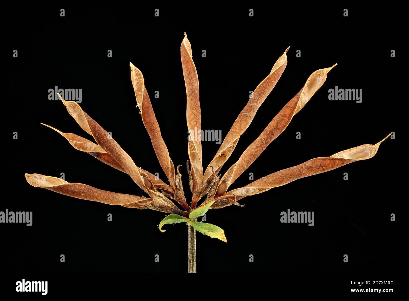 Lotus corniculatus, Bird’s-foot trefoil, Gewöhnlicher Hornklee, close up, fruits, seed pod Stock Photo