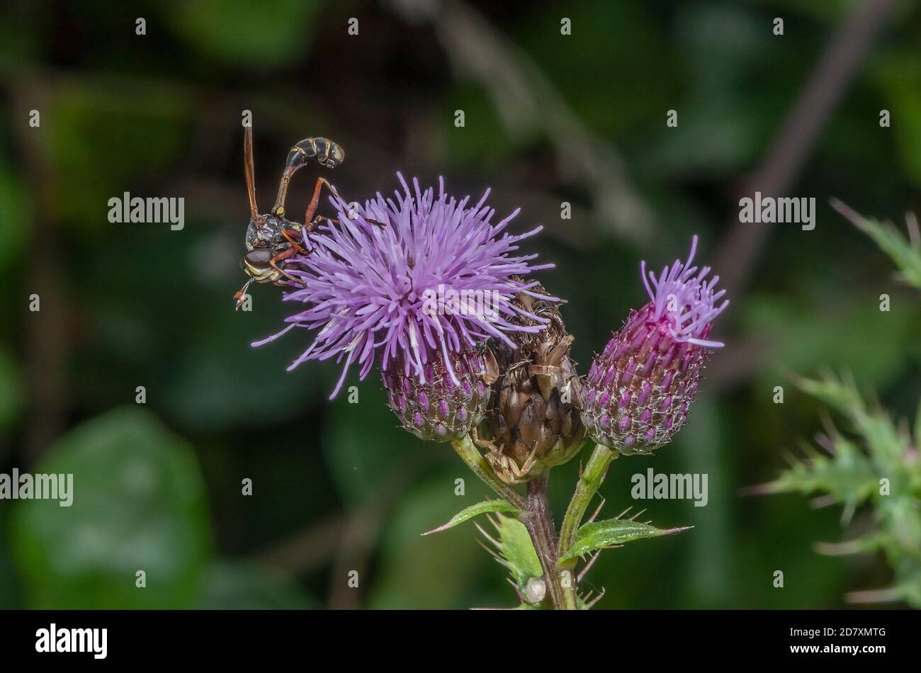 Waisted Beegrabber, Physocephala rufipes, adult visiting Creeping thistle flowers. Somerset. Larvae parasitise bumblebees. Stock Photo