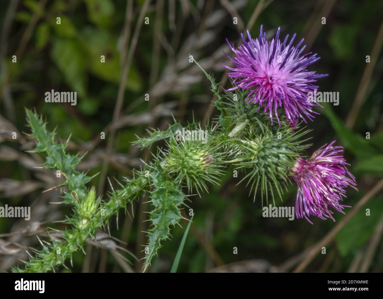 Flowers of Welted thistle, Carduus crispus, in woodland clearing. Stock Photo