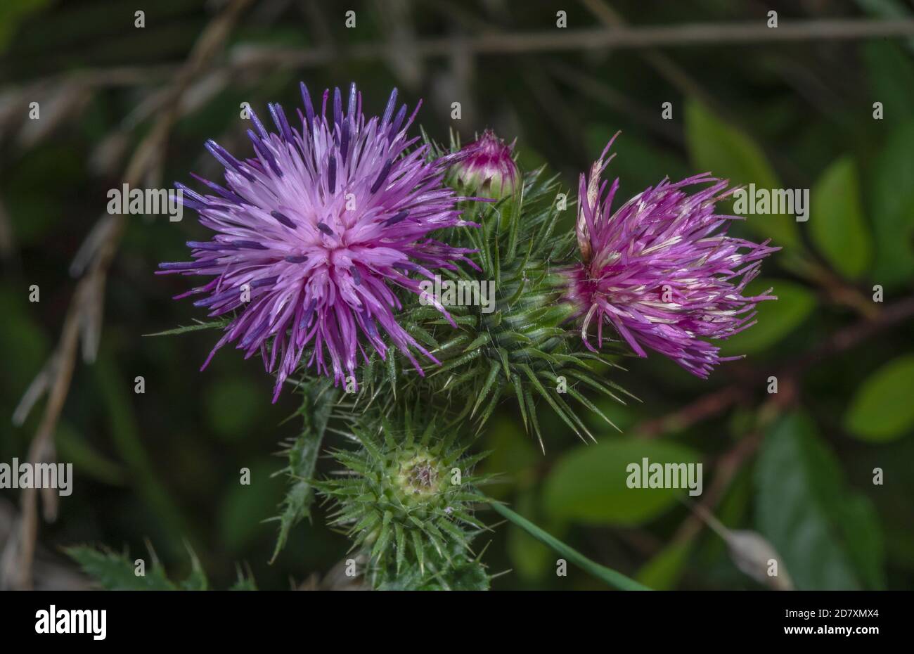 Flowers of Welted thistle, Carduus crispus, in woodland clearing. Stock Photo