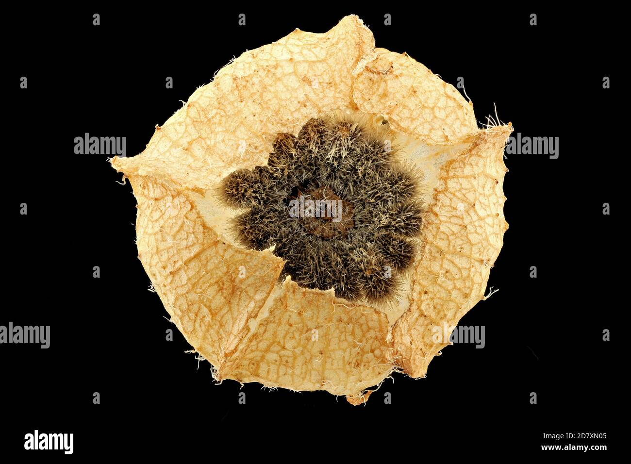 Malva moschata, Musk mallow, Bisam-Malve, close up, fruits Stock Photo