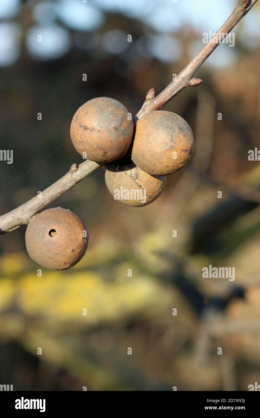 Oak marble galls produced by the gall wasp, Andricus kollari, one with small round exit hole, on a twig with a blurred background of trees and sky. Stock Photo