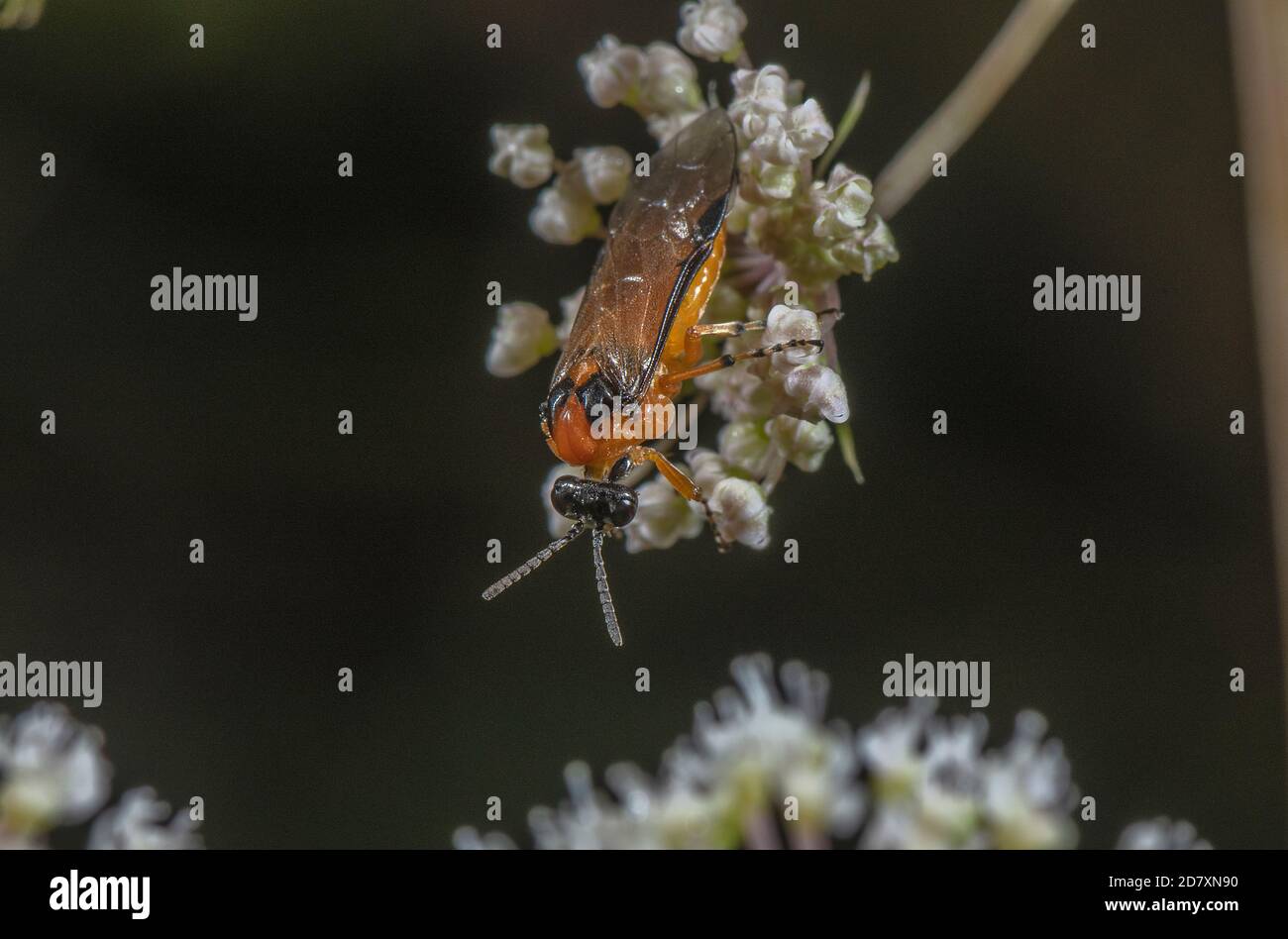 Turnip sawfly, Athalia rosae, feeding on Angelica flowers in late summer. Stock Photo