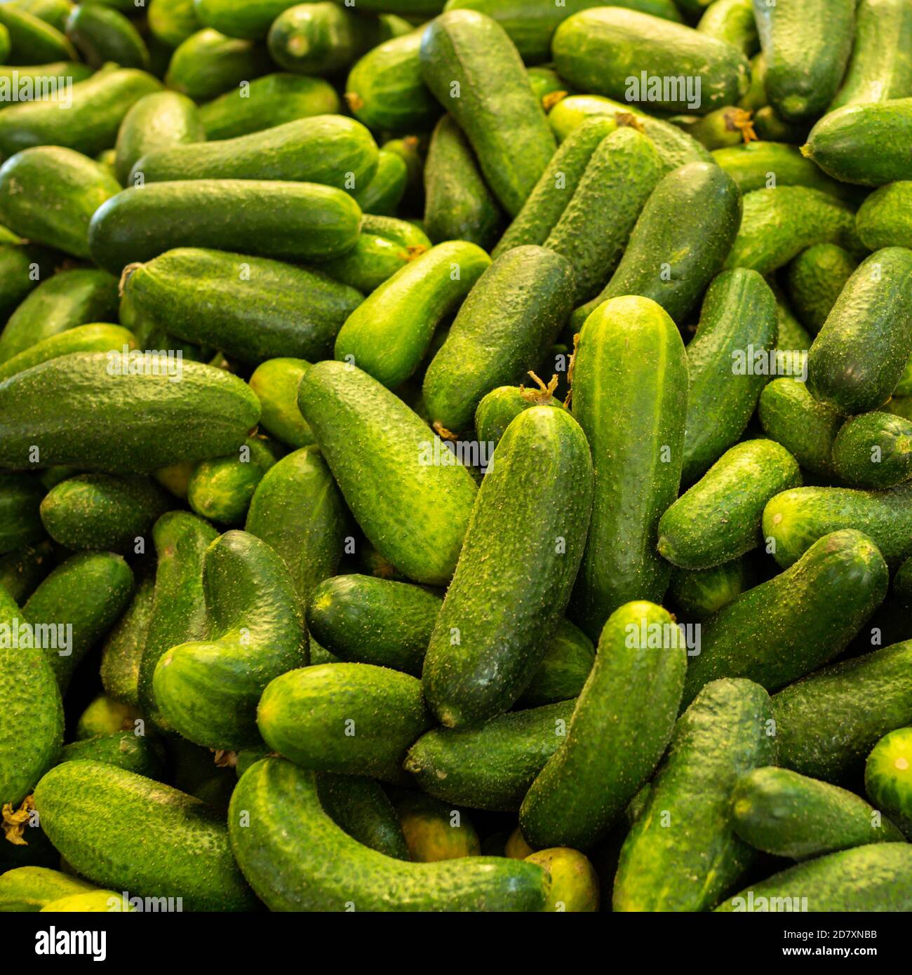 Fresh gherkins on a market stall Stock Photo Alamy