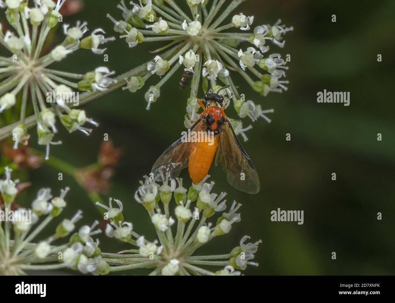 Turnip sawfly, Athalia rosae, feeding on Angelica flowers in late summer. Stock Photo