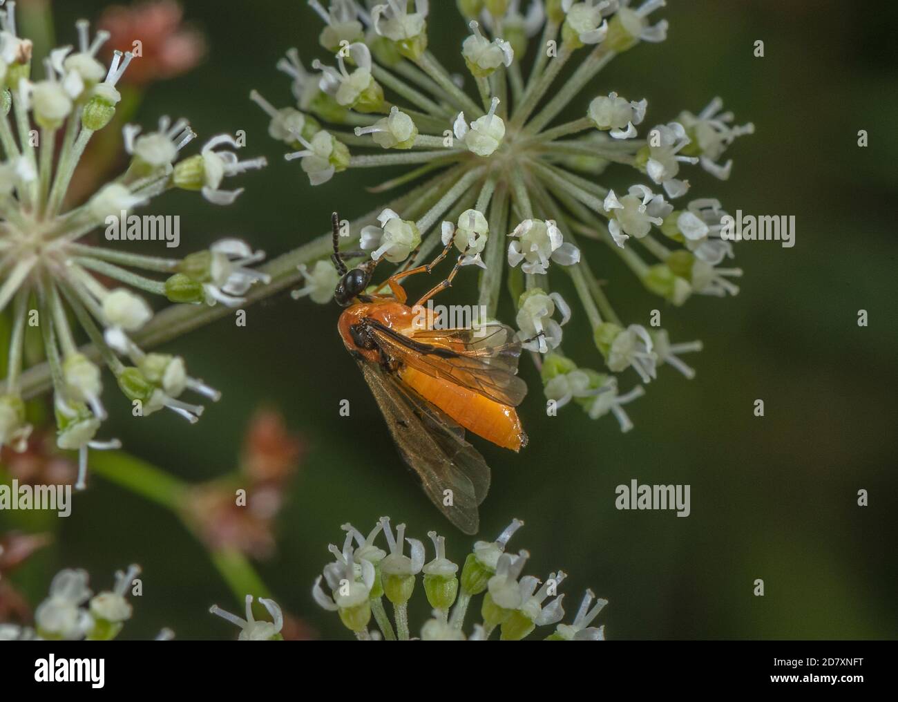 Turnip sawfly, Athalia rosae, feeding on Angelica flowers in late summer. Stock Photo