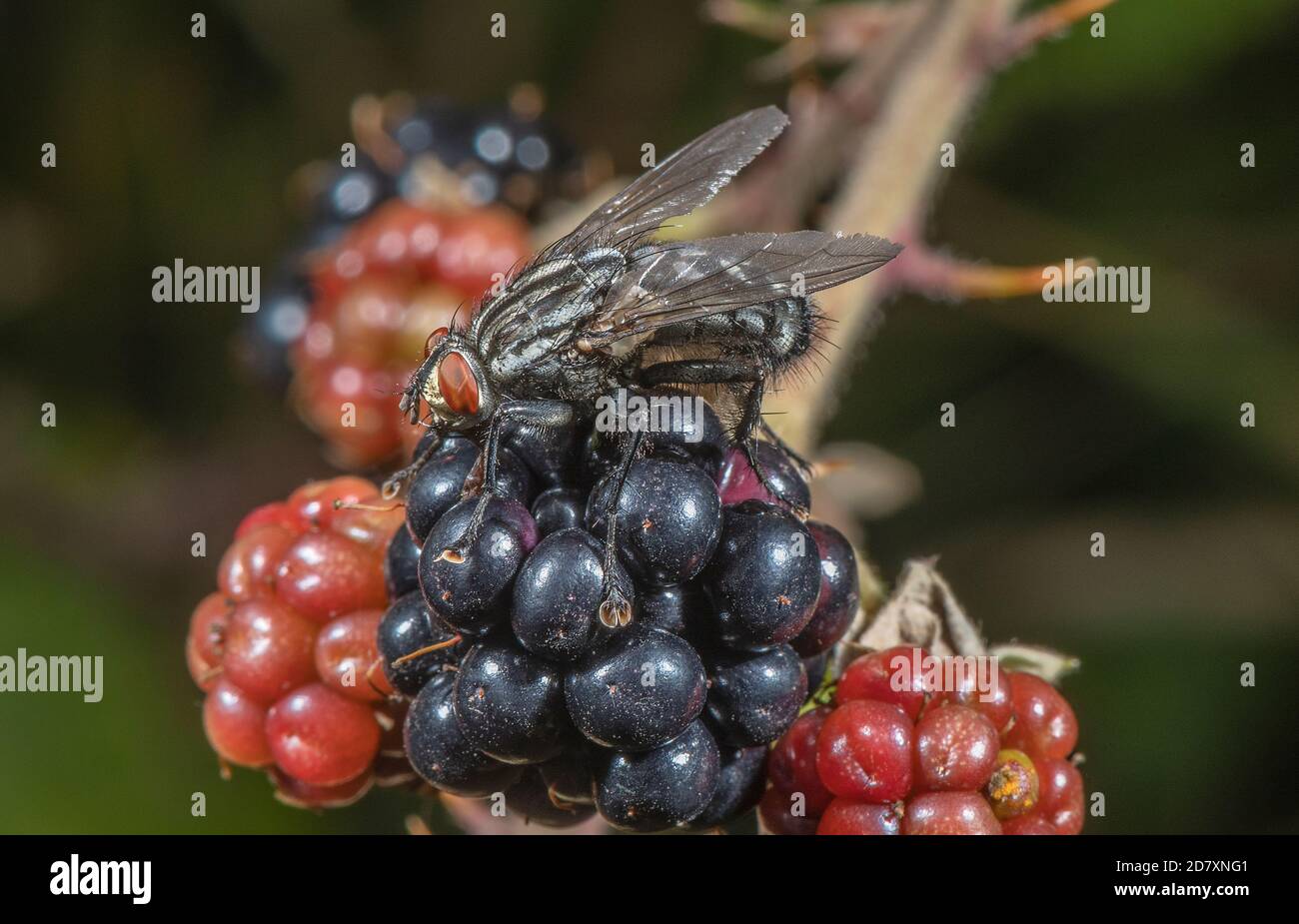 Flesh fly feeding on ripe blackberry in late summer. Stock Photo