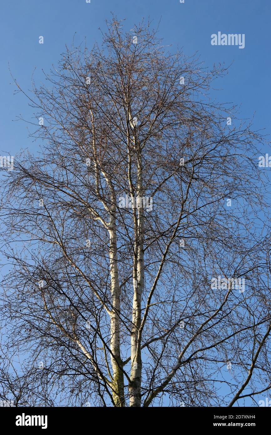 silver-birch-tree-betula-pendula-during-the-winter-with-attractive