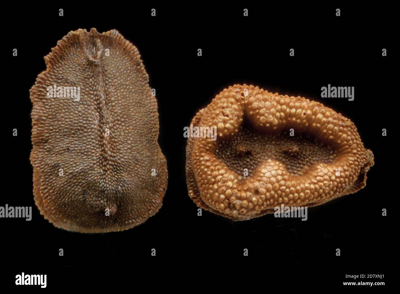 Misopates orontium, Weasel’s snout, Feld-Löwenmaul, close up, seeds, 1 mm long Stock Photo