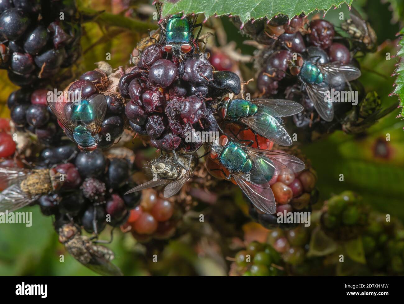 Ripe blackberries, covered with various flies particularly greenbottles and Cluster flies. Late summer hedgerow. Stock Photo