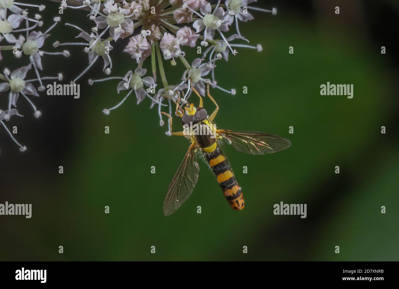 Long Hoverfly, Sphaerophoria scripta visiting Angelica flowers for nectar. Stock Photo