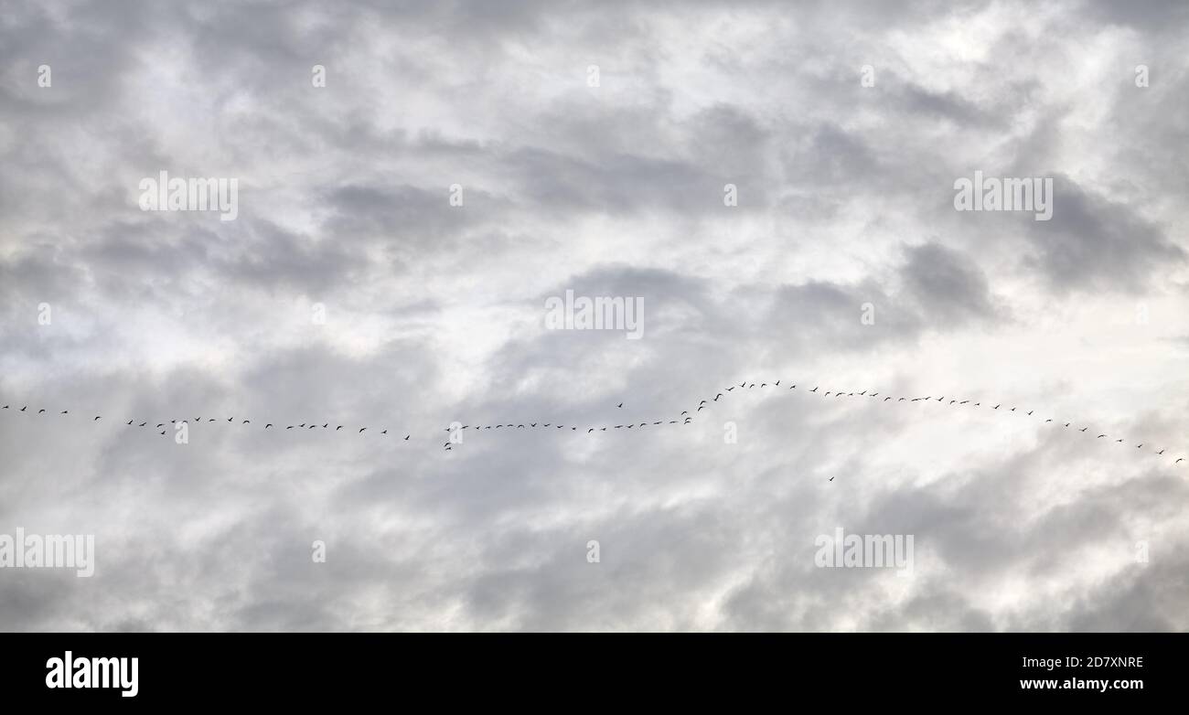 Cloudy sky with flock of migrating birds. Stock Photo