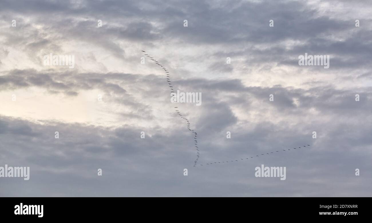 Cloudy sky with V shaped flock of migrating birds in distance. Stock Photo