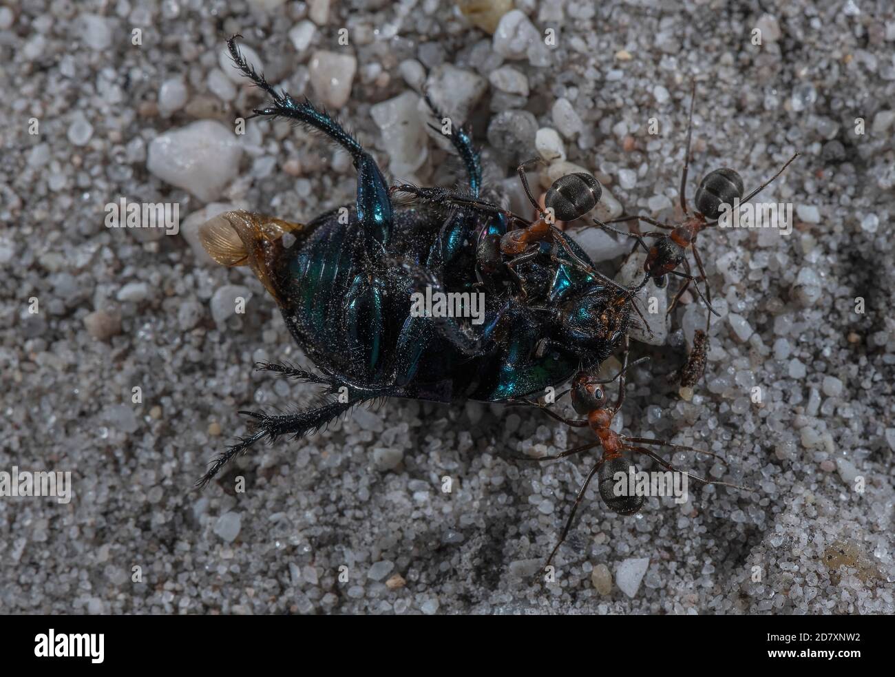 Southern Wood Ants, Formica rufa, carrying dead Dor Beetle back to the nest. Dorset. Stock Photo