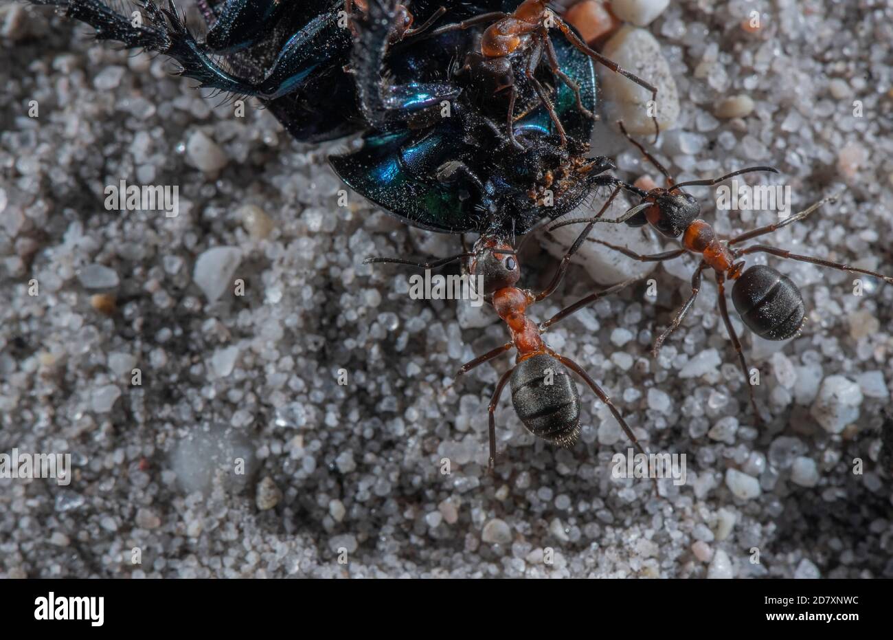 Southern Wood Ants, Formica rufa, carrying dead Dor Beetle back to the nest. Dorset. Stock Photo