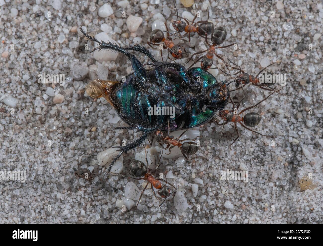 Southern Wood Ants, Formica rufa, carrying dead Dor Beetle back to the nest. Dorset. Stock Photo
