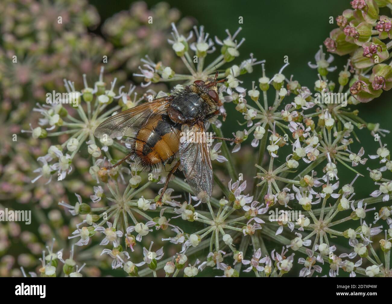 A tachinid fly, Tachina fera, feeding on wild Angelica flowers. Parasite of moth larvae. Stock Photo