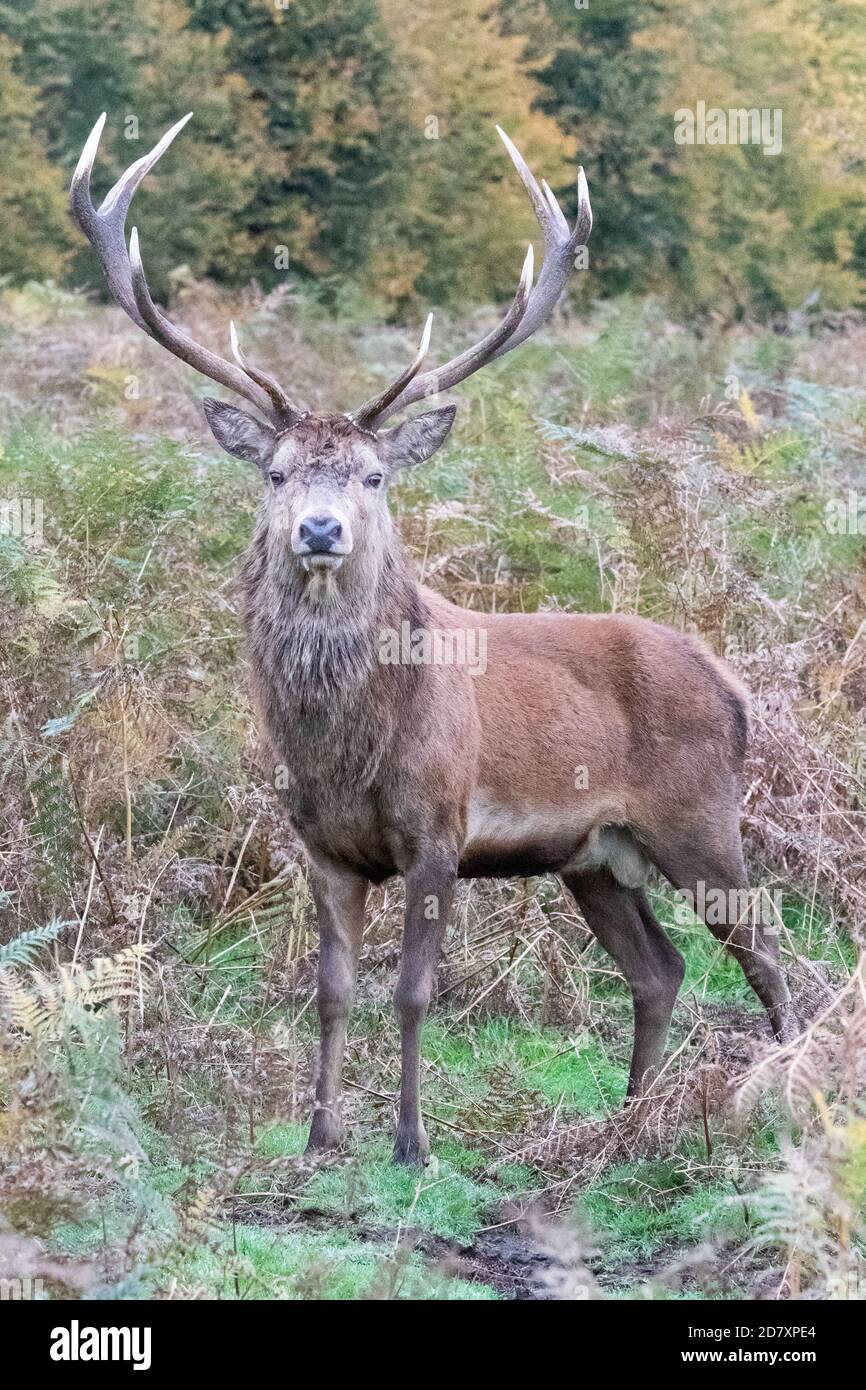 A red deer stag, masculine, arrogant and proud, stands amongst the autumnal bracken in Bushy Park, West London Stock Photo